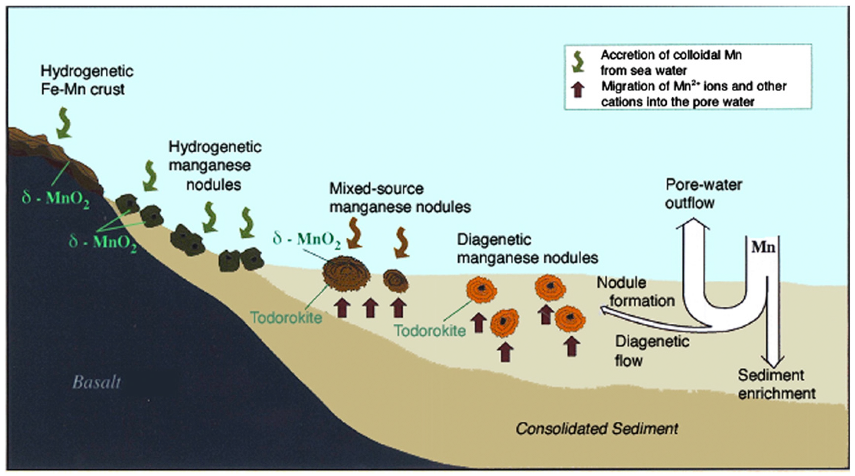 nodule_formation.webp