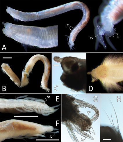 Abyssal fauna of polymetallic nodule exploration areas, eastern Clarion-Clipperton Zone, central Pacific Ocean