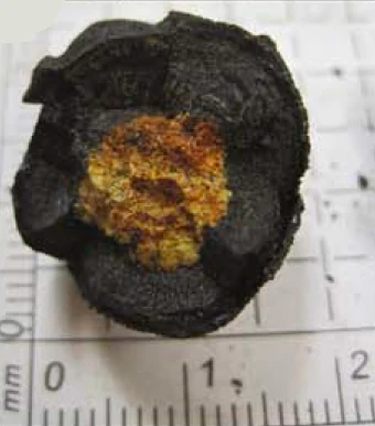 A polymetallic nodule from the Penrhyn Basin