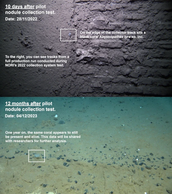 Underwater image of the impact of The Metals Company's pilot collector test on subsea ecosystem