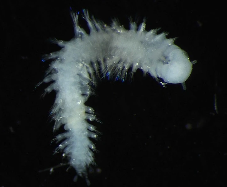 Polychaete Worm